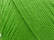 Arwetta classic, 250 Disco Green