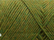 Arwetta classic, 809 Avokado