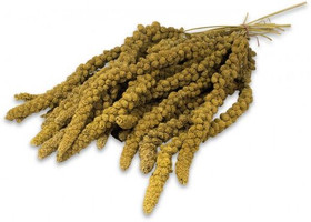 JR-Farm, Hirssintähkä keltainen, 