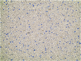 Vadigran Extreme STRONG 12kg