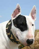 Coolkeeper- Panta Camo