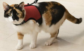 Kissan Comfort valjas, sis. taluttimen, punainen