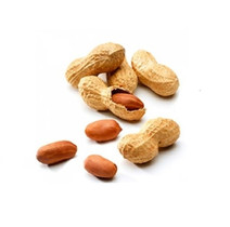 MAAPÄHKINÄ kuorella ”hessu” 8kg