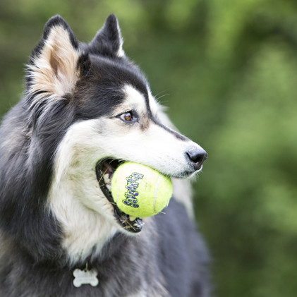 Air Kong Squeaker Tennis Ball S (3kpl)