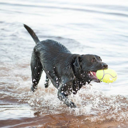 Kong Airdog Squeaker Football L
