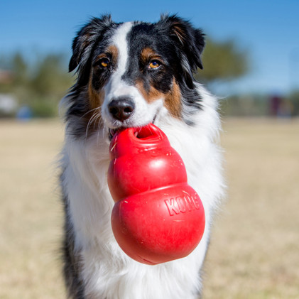 KONG Bounzer XL