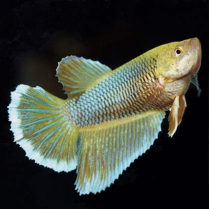 JBL Nano-Biotopol Betta 15ml