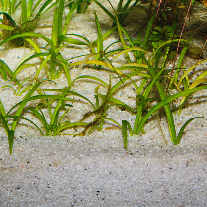 JBL Sansibar River, 10kg, hieno akvaariohiekka, 0,4-1,4mm