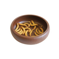 Komodo, Mealworm Dish -kuppi