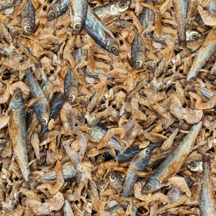 Sera Raffy Royal herkku vesikilpikonnille 1000ml/220g