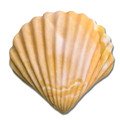 Simpukka
