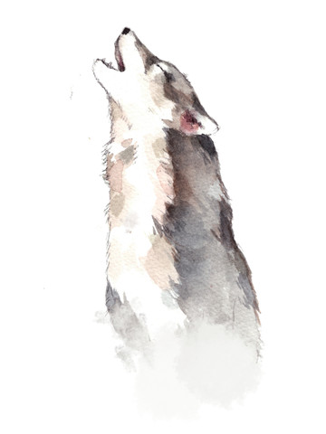 Ulvova susi -silityskuva iso