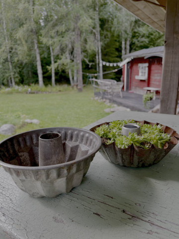 Vanha, peltinen kakkuvuoka vaikka istutusastiaksi