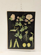 Ebba Masalin kasvitaulu 