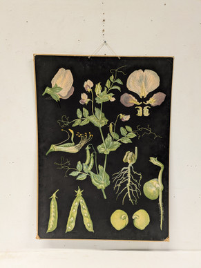 Ebba Masalin kasvitaulu 