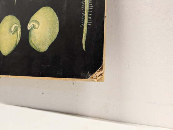 Ebba Masalin kasvitaulu 