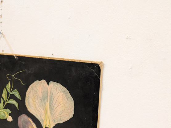 Ebba Masalin kasvitaulu 