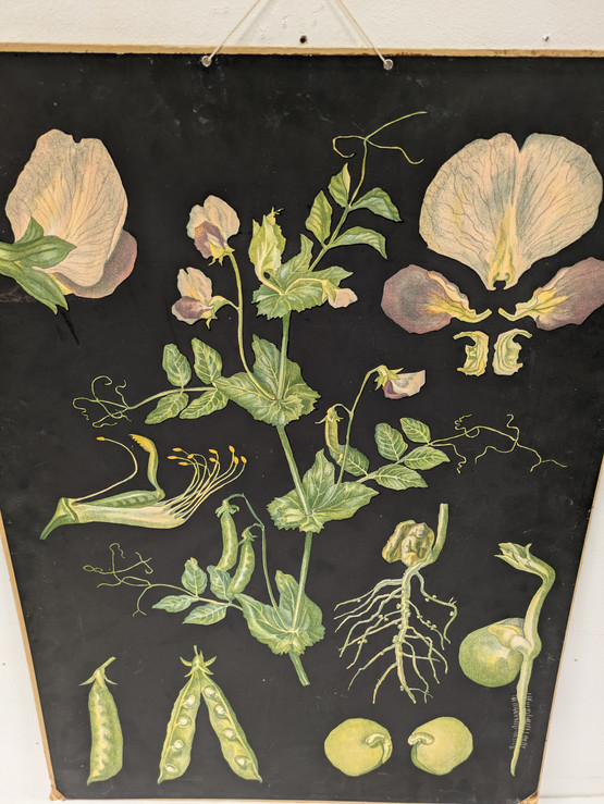 Ebba Masalin kasvitaulu 