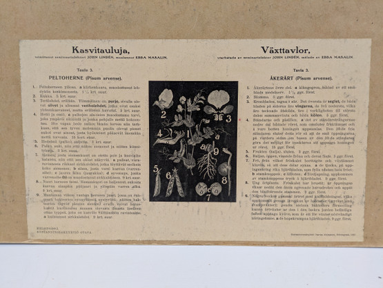 Ebba Masalin kasvitaulu 