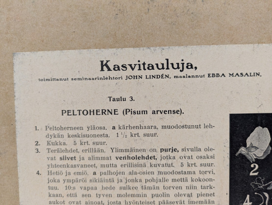 Ebba Masalin kasvitaulu 