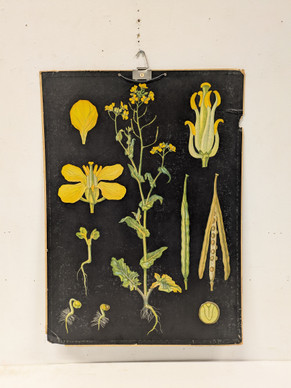 Ebba Masalin kasvitaulu 