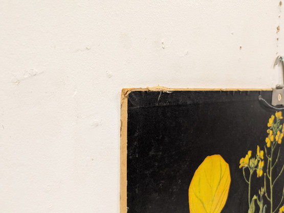 Ebba Masalin kasvitaulu 