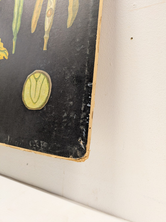 Ebba Masalin kasvitaulu 