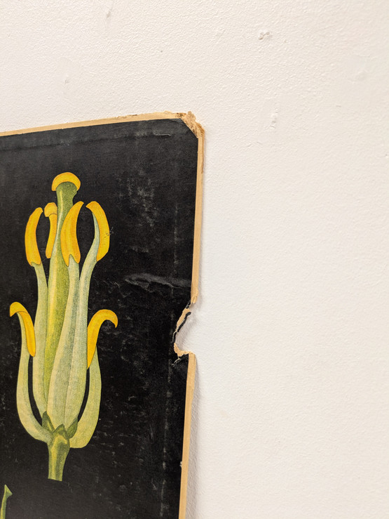 Ebba Masalin kasvitaulu 