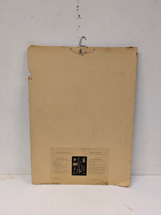 Ebba Masalin kasvitaulu 