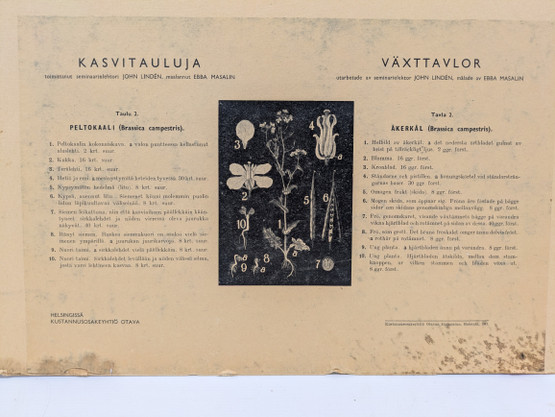Ebba Masalin kasvitaulu 