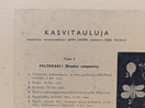 Ebba Masalin kasvitaulu 
