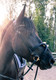 Globus Ulrika anatomiset suitset