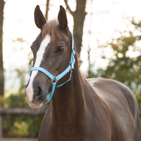 Riimu QHP Slide, vaaleansininen