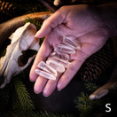 Lemurian siemenkristalli, eri kokoja