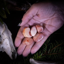 Aprikoosiakaatti, rumpuhiottu