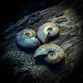 Opalisoitunut ammoniitti