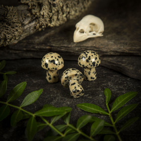 Dalmatian jaspis -sieni