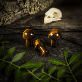 Tiikerinsilmä-sieni