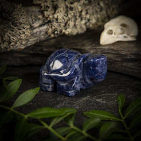 Sodaliitti-kilpikonna