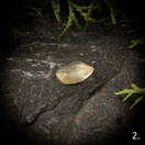 Libyan aavikkolasi, raakapala