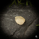 Libyan aavikkolasi, raakapala