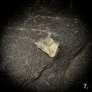 Libyan aavikkolasi, raakapala