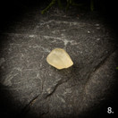 Libyan aavikkolasi, raakapala