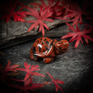 Mahonkiobsidiaani-kilpikonna