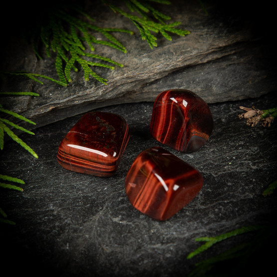 Häränsilmä, rumpuhiottu