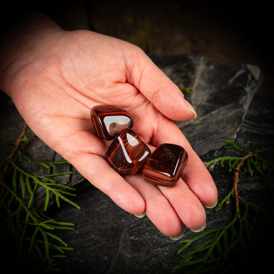 Häränsilmä, rumpuhiottu