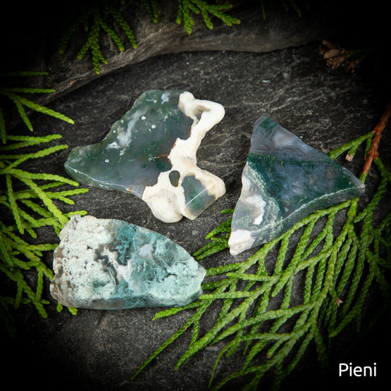 Sammalakaatti-släbi, eri kokoja