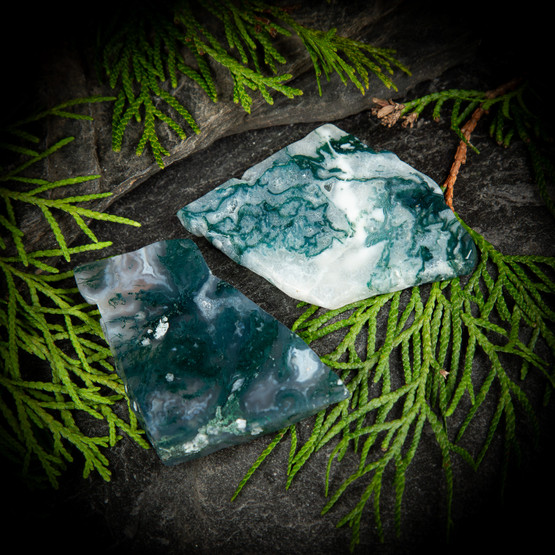 Sammalakaatti-släbi, eri kokoja