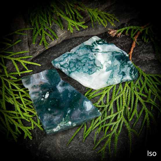 Sammalakaatti-släbi, eri kokoja