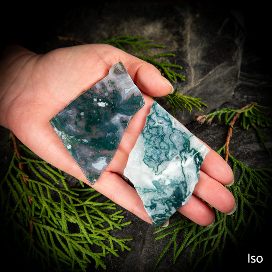 Sammalakaatti-släbi, eri kokoja